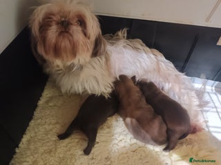 Shih Tzu dogs imperial shih tzu pups - Advert 1