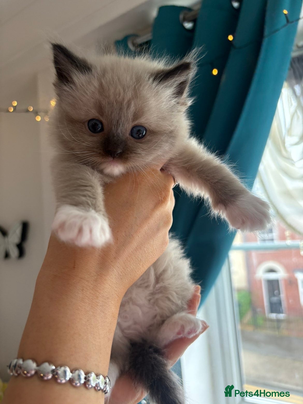 Ragdoll cats PUREBRED RAGDOLL KITTENS  - Advert 2