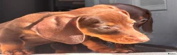 Miniature Dachshund dogs for sale: Chocolate and tan miniature dachshunds - Advert 15