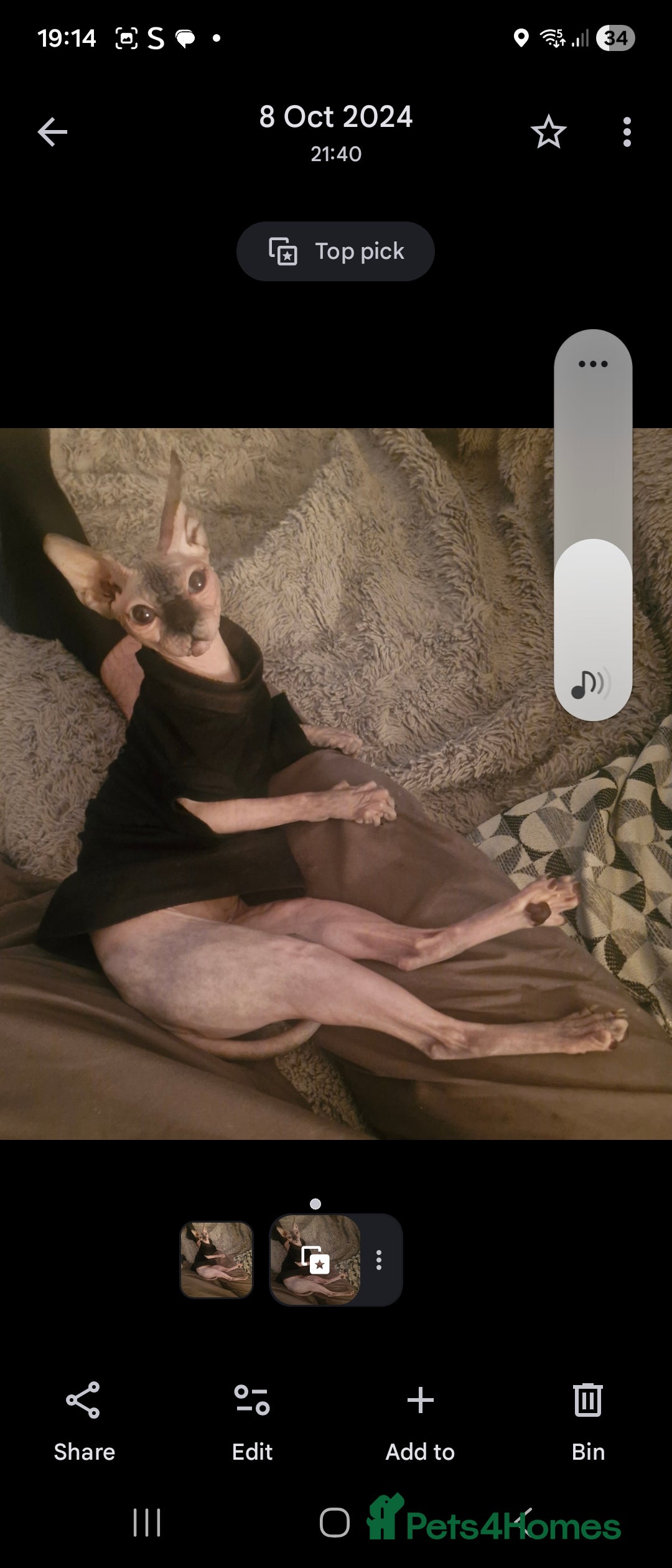 Sphynx cats for sale: 2 year old female seal point  - Advert 2