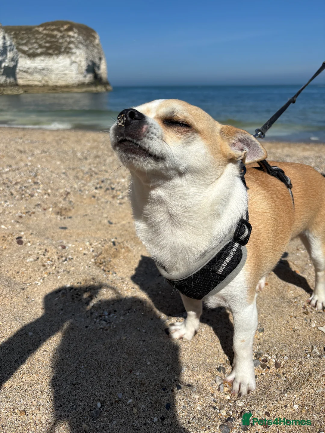 Chihuahua dogs for sale: Chihuahua for sale  - Advert 2