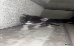 Domestic Shorthair cats for sale: Gorgeous mixed kittens  - Image 6