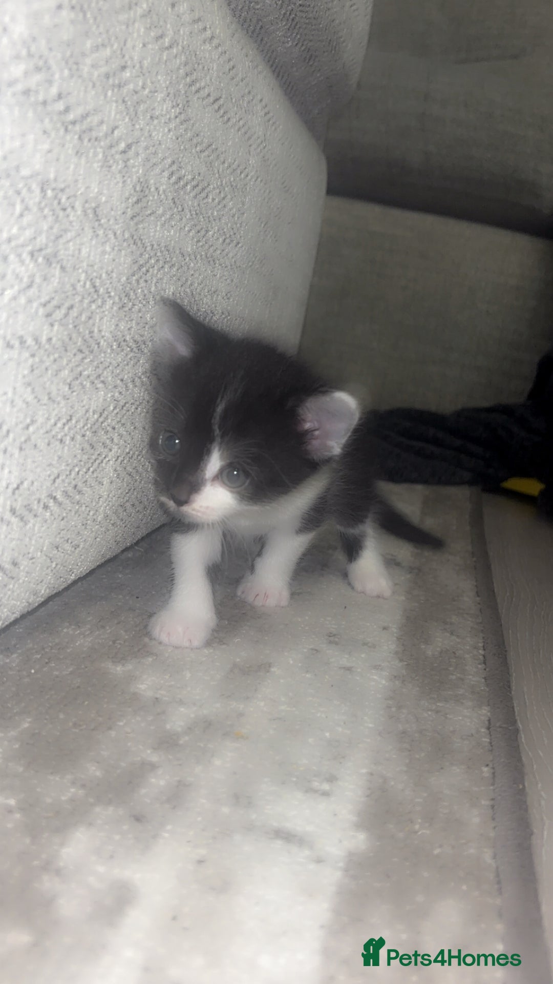 Domestic Shorthair cats for sale: Gorgeous mixed kittens  - Image 6