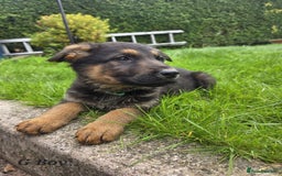 German Shepherd dogs for sale: Beautiful German shepherd puppies  - Image 20