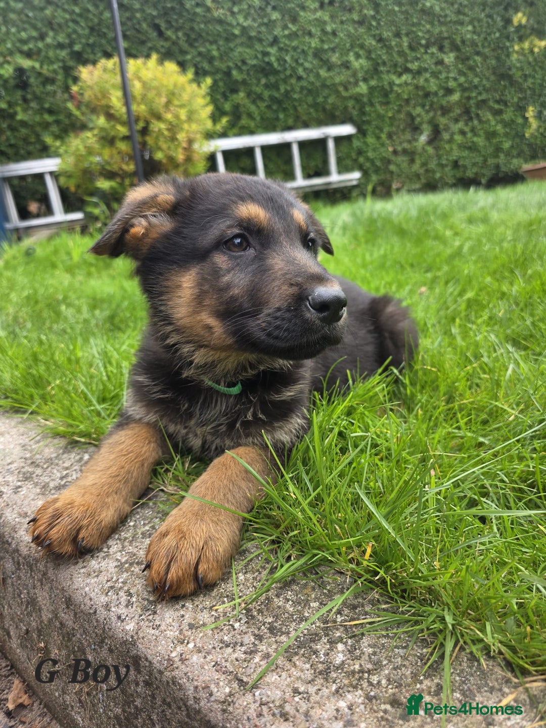 German Shepherd dogs for sale: Beautiful German shepherd puppies  - Image 20