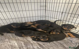 Rottweiler dogs for sale: Rottweiler puppies - Image 1
