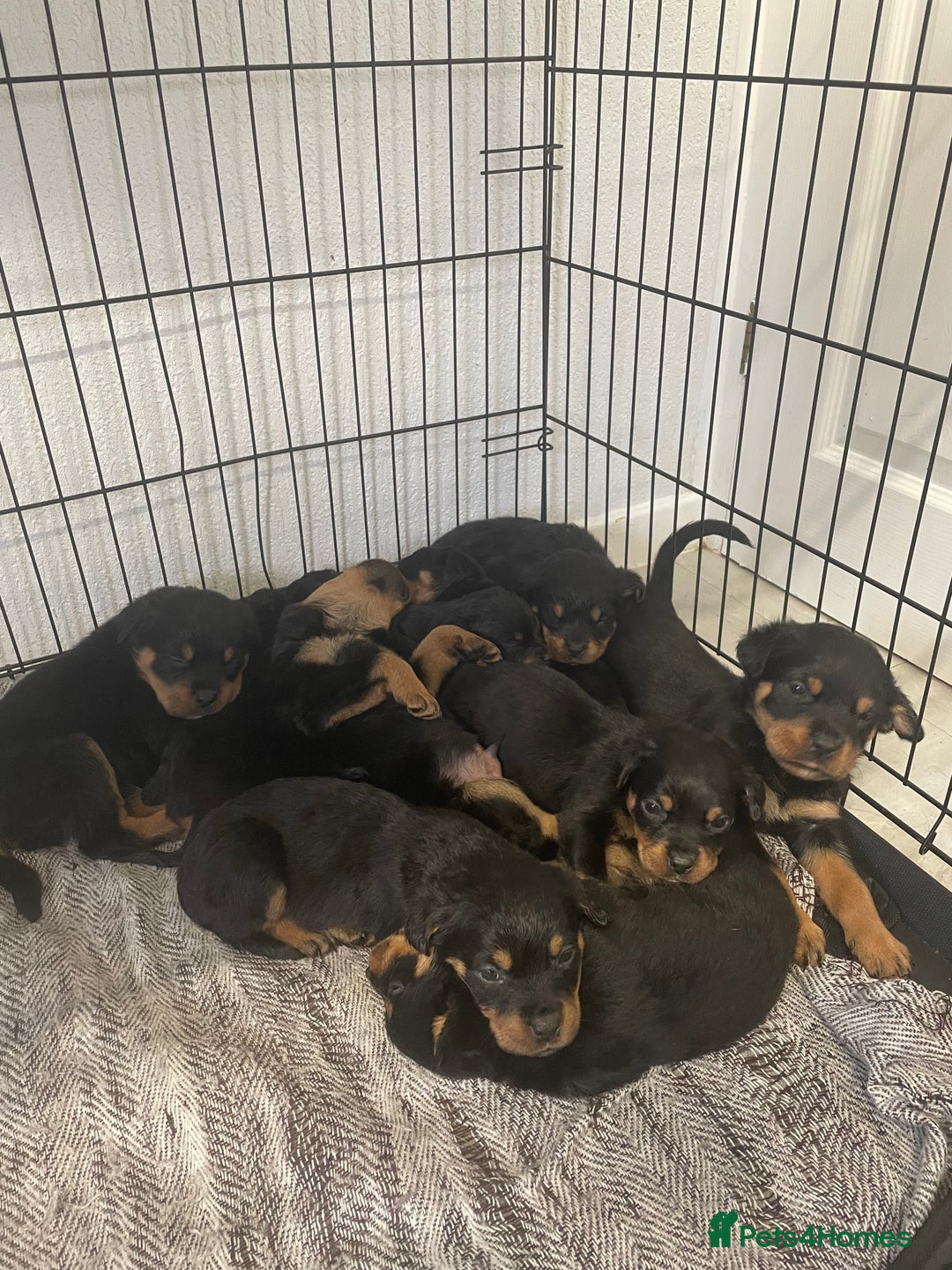 Rottweiler dogs for sale: Rottweiler puppies - Image 1