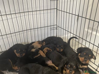 Rottweiler dogs - Advert 4