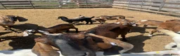 Goats livestock for sale: Anglo Nubians Boer and sannen  in Stevenage - Advert 2