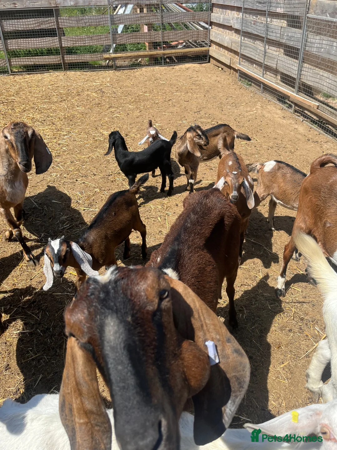 Goats livestock for sale: Anglo Nubians Boer and sannen  in Stevenage - Advert 2