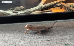 Bearded Dragon reptiles for sale: Beautiful bearded dragon for sale with tankset up  - Image 2