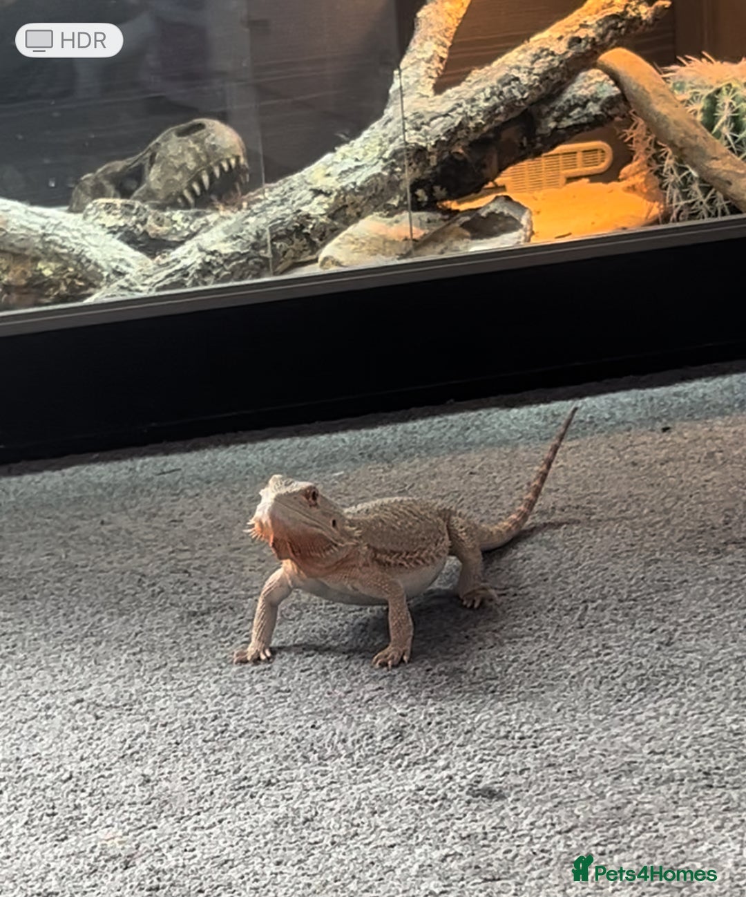 Bearded Dragon reptiles for sale: Beautiful bearded dragon for sale with tankset up  - Image 2