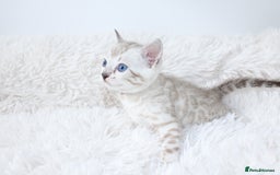 Bengal cats for sale: 😻OUTSTANDING SHOW BENGALS. SHOW WINNING PARENTS🏆 - Image 13