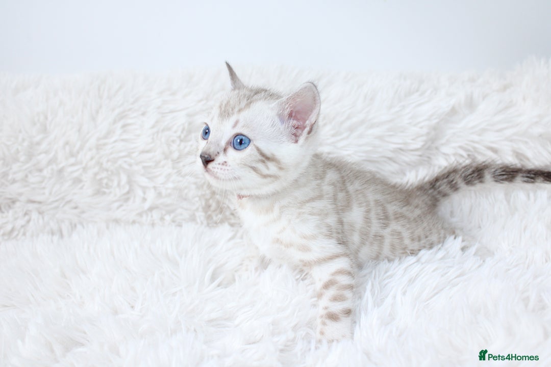 Bengal cats for sale: 😻OUTSTANDING SHOW BENGALS. SHOW WINNING PARENTS🏆 - Image 13