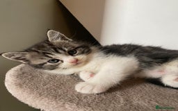 Persian cats for sale: Half Persian Ragdoll Kottens  - Image 4