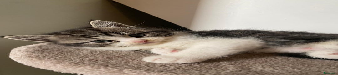 Persian Kitten 1