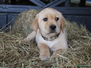 Labrador Retriever dogs for sale: KC LICENSED BREEDER - YELLOW LABRADORS - Advert 1