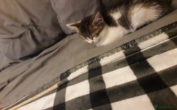 Mixed Breed cats for sale: Beautiful kittens  - Image 4