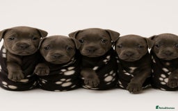 Staffordshire Bull Terrier dogs for sale: 💙Stunning Blue Staffordshire Bull Terrier Pups 💙 - Image 1