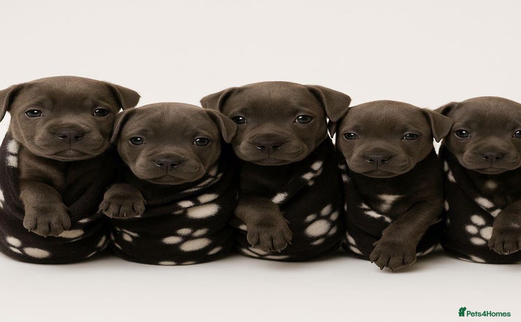 Staffordshire Bull Terrier dogs - Advert 5