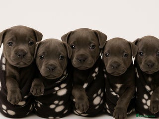 Staffordshire Bull Terrier dogs - Advert 4