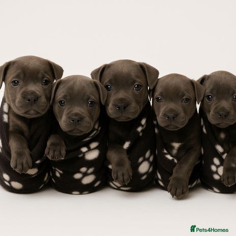 Staffordshire Bull Terrier dogs - Advert 5