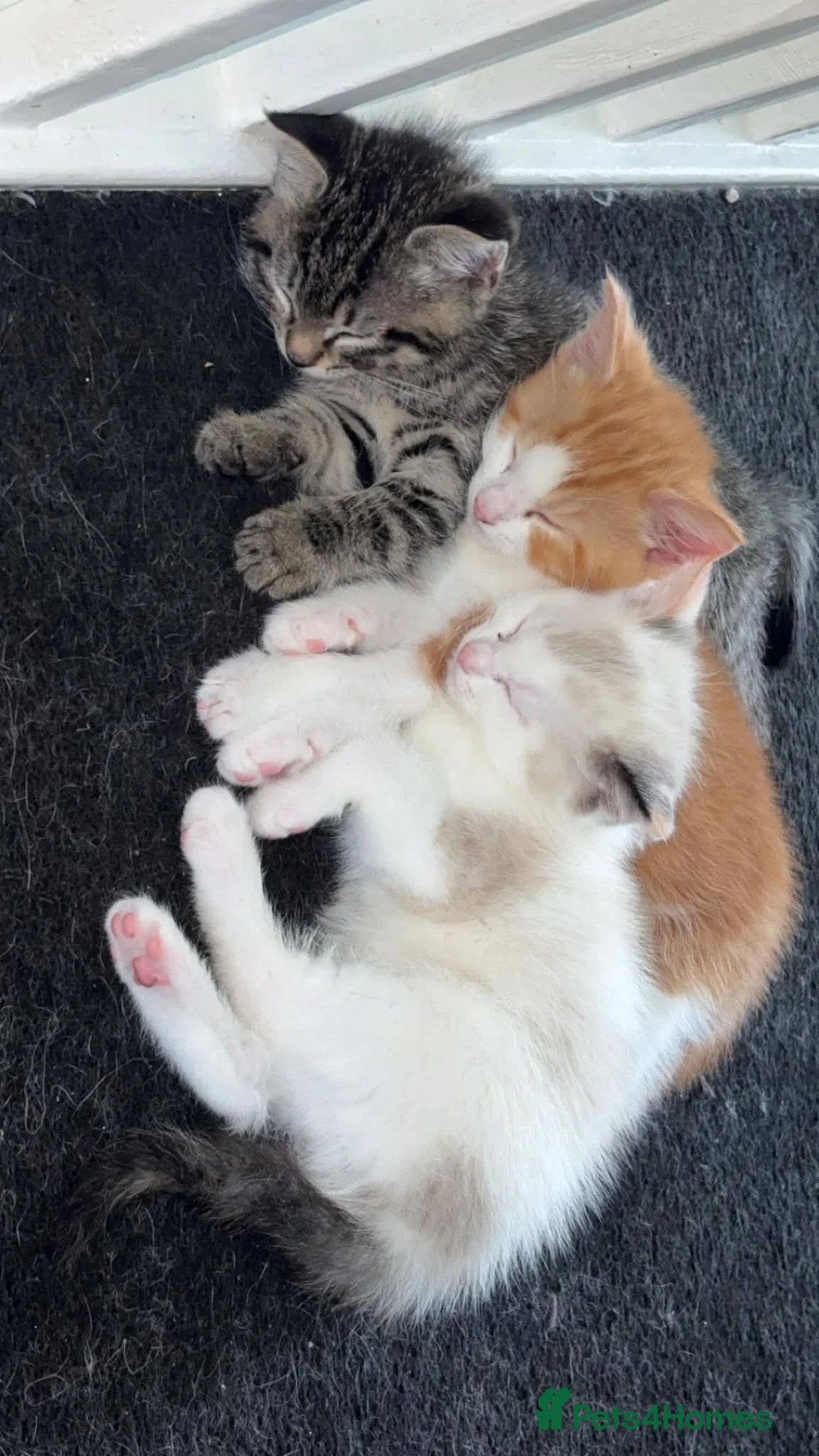 Mixed Breed cats for sale: Kittens - Advert 1