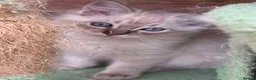 Ragdoll cats for sale: Beautiful Ragdoll Kittens READY NOW - Advert 7