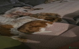 Shih Tzu dogs for sale: Last two puppies from liter 🐶🐶 - Image 28