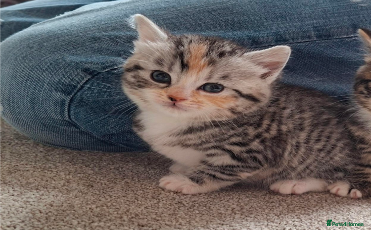 Mixed Breed cats Last Fluffy Tiger - Advert 6