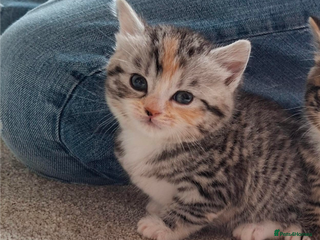 Mixed Breed cats Last Fluffy Tiger - Advert 13