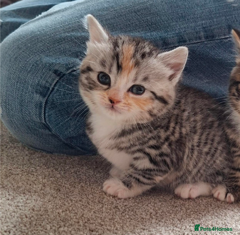 Mixed Breed cats Last Fluffy Tiger - Advert 6