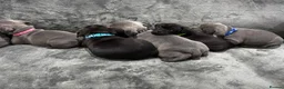Staffordshire Bull Terrier dogs for sale: Stunning Health tested kc reg puppies  - Advert 16