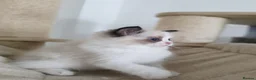 Ragdoll cats for sale: 3 European babies. Champion lines. Tica registered - Advert 16
