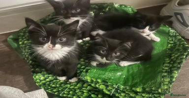 British Longhair cats Beautiful longhaired kittens ready to go now! - Advert 8