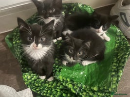 British Longhair cats Beautiful longhaired kittens ready to go now! - Advert 3