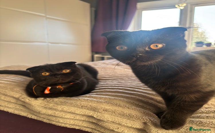 Scottish Fold cats - Advert 1