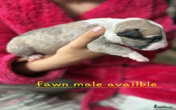 English Bull Terrier dogs for sale:  Kc  registered English bull terrier puppies   - Image 8