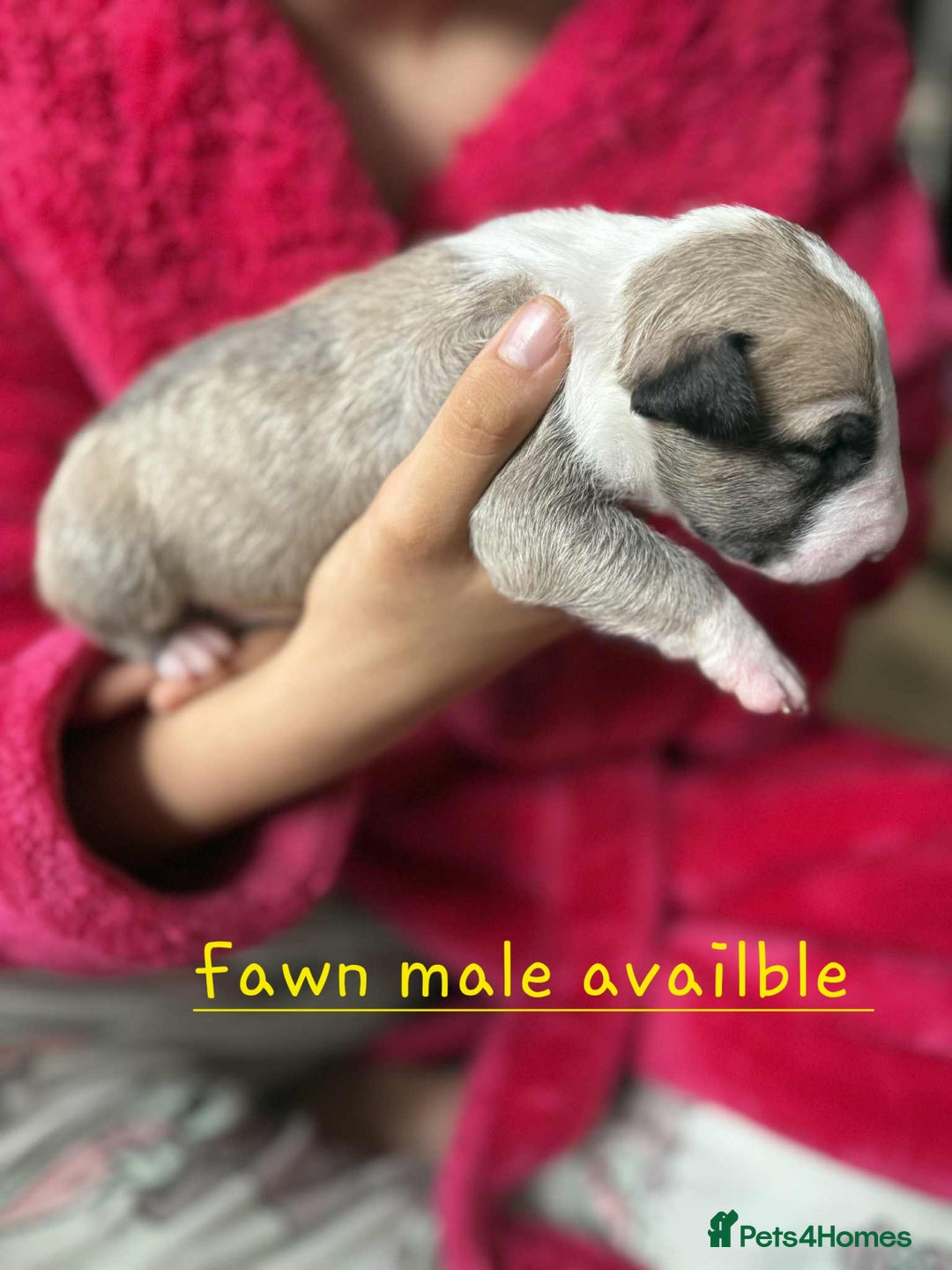 English Bull Terrier dogs for sale:  Kc  registered English bull terrier puppies   - Image 8