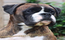 Boxer dogs for stud: Brindle & White Boxer Dog HT0 Sires Red & Brindles - Image 3