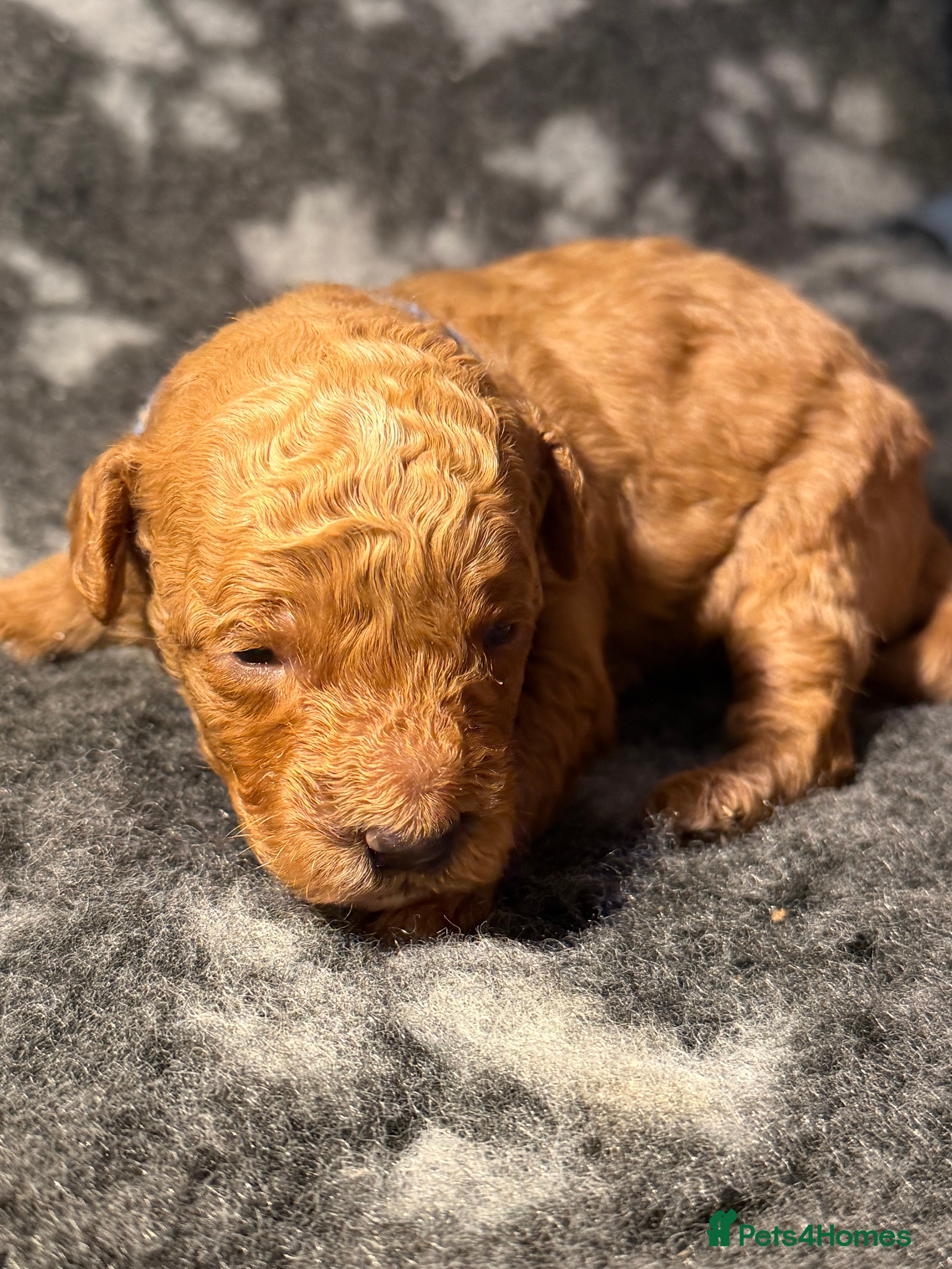 Toy Poodle dogs Fox Red Genuine pure Toy Poodle Puppies - Advert 6