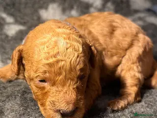 Toy Poodle dogs Fox Red Genuine pure Toy Poodle Puppies - Advert 6