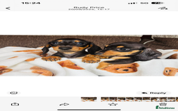 Miniature Dachshund dogs for sale: Miniature dachshunds puppies - Image 3