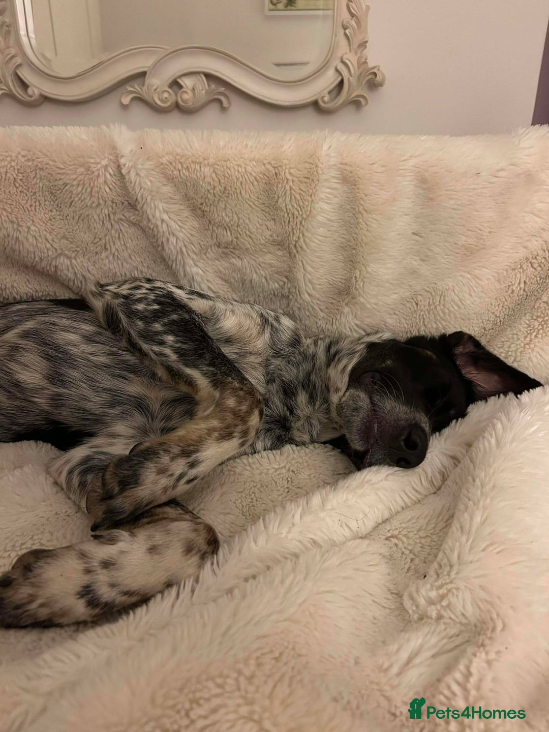 Mixed Breed dogs for adoption: Beau is looking for his forever home - Advert 8