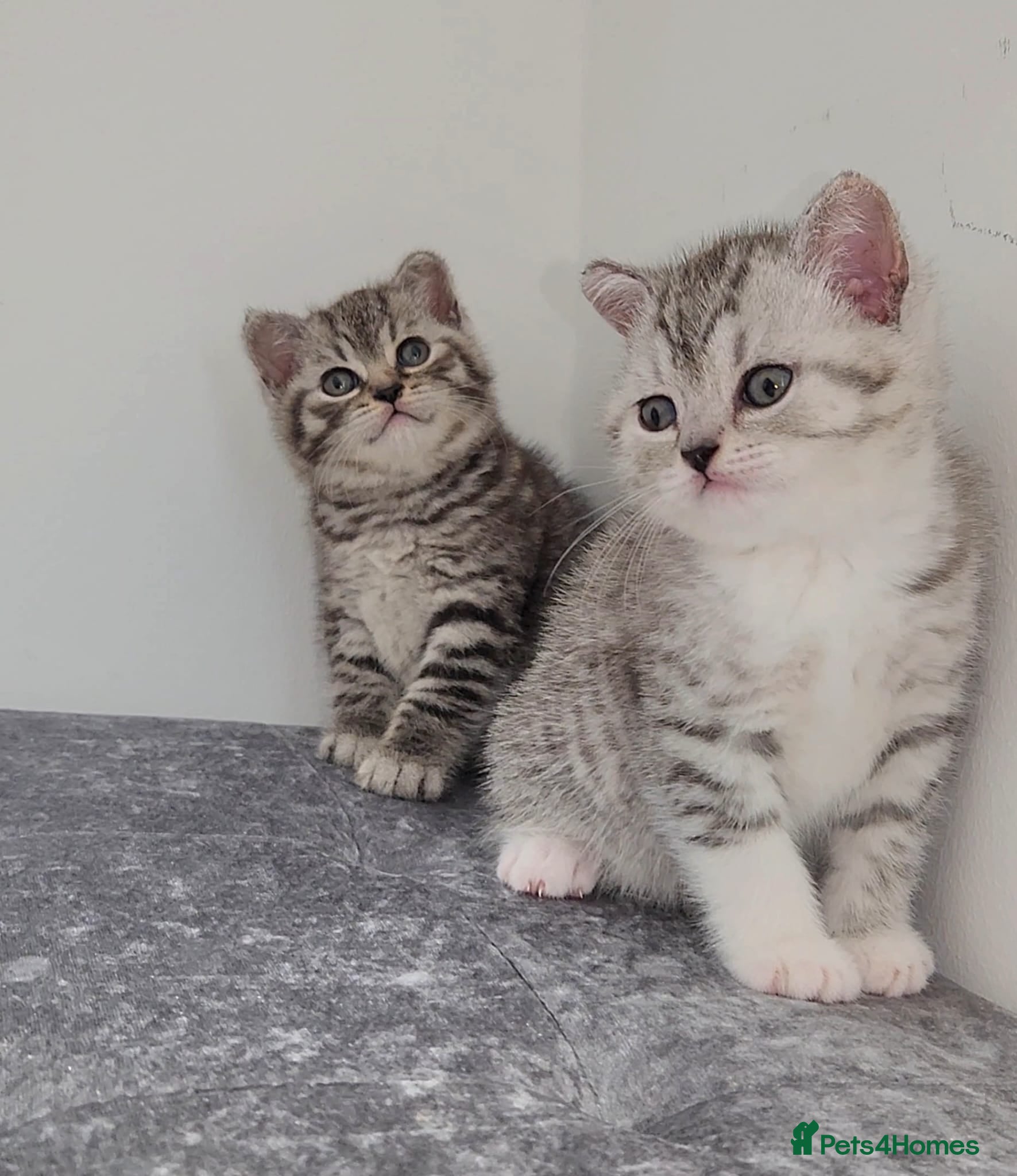 British Shorthair cats 🏆 Pedigree Silver British Shorthair Kittens 🏆 - Advert 11