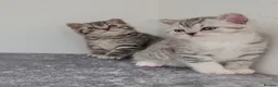 British Shorthair cats for sale: 🏆 Pedigree Silver British Shorthair Kittens 🏆 - Advert 1