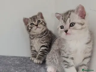 British Shorthair cats 🏆 Pedigree Silver British Shorthair Kittens 🏆 - Advert 4