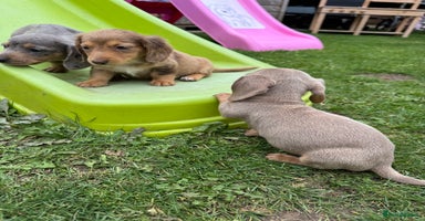 Miniature Dachshund dogs - Advert 10