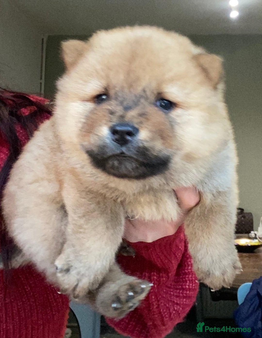 Chow Chow dogs for sale: Chow chow puppies  - Advert 13