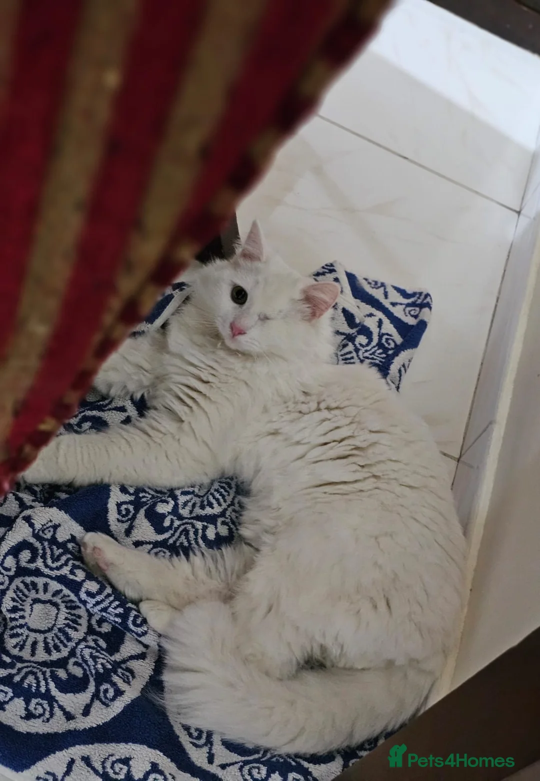 Mixed Breed cats for adoption: MIX TURKISH ANGIRA BONDED PAIR CALM AFFECTIONATE  - Advert 11